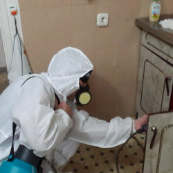 Дезинфекция от муравьев в квартире в Очаково-Матвеевском районе Москвы